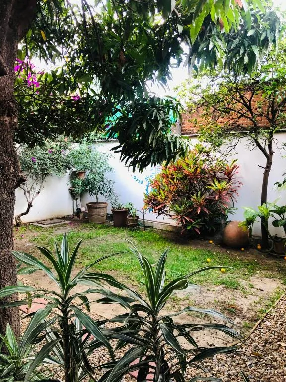 Inner garden with fruit trees and plants